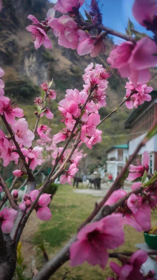 Babutaal Resort Chakrata Extérieur photo